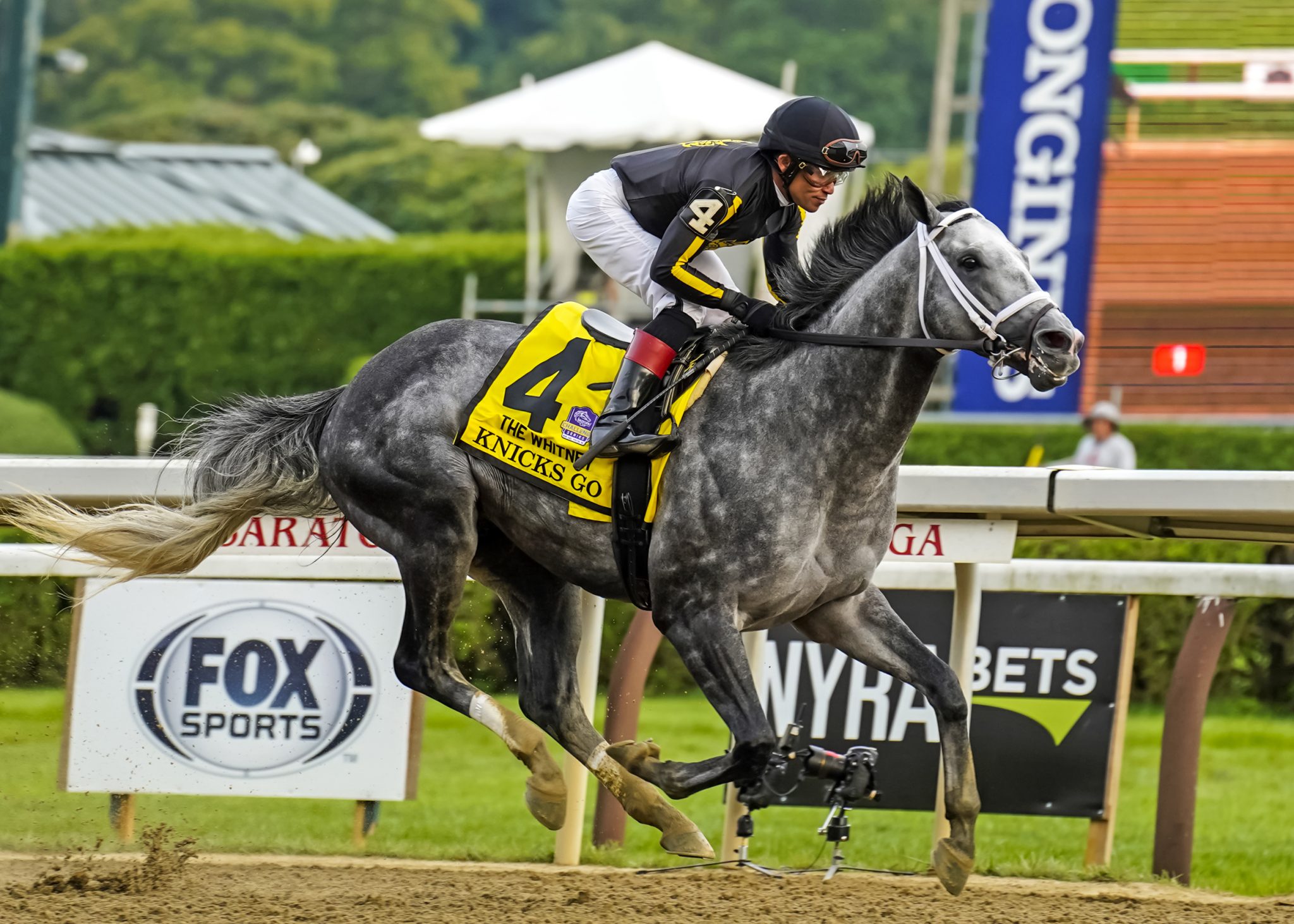 Knicks Go wins Horse of the Year, Champion Older Male Eclipse Awards